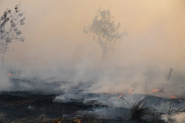 Smoke field after wildfire.