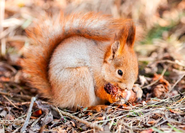 Red squirrel gnaws cone fir