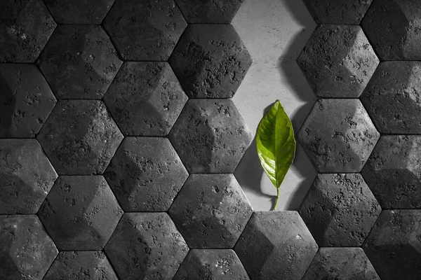A wall lined with old black cracked tiles in the form of cells, in the middle of a green leaf. symbol of the extinction of nature