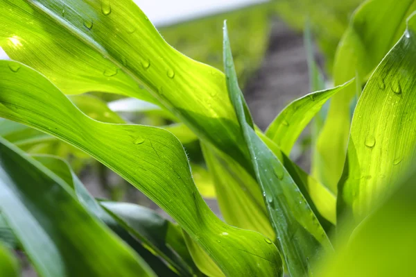 Young corn leaves close-up at the farmer\'s field.