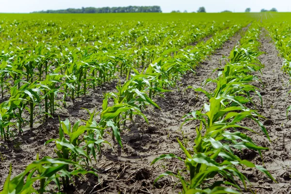 Sprouts rows of young corn at a farmers field.