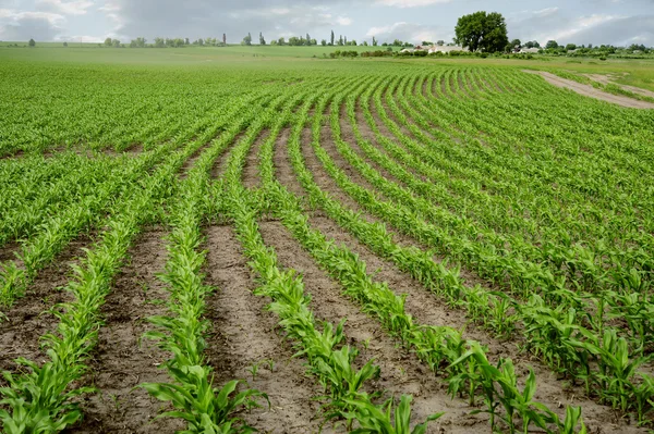 Sprouts rows of young corn at a farmers field.