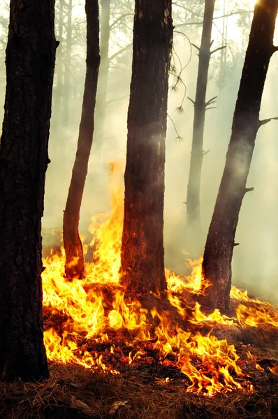 Burning trees in forest fires