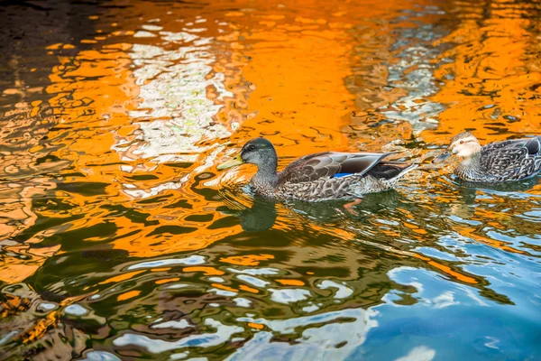 A duck swims on the lake in which the house is reflected.