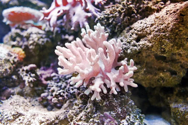 Coral reef with pink soft coral sarcophyton at the bottom of red sea in egypt on blue water background.