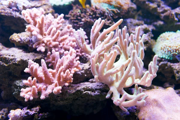 Sea fan coral.