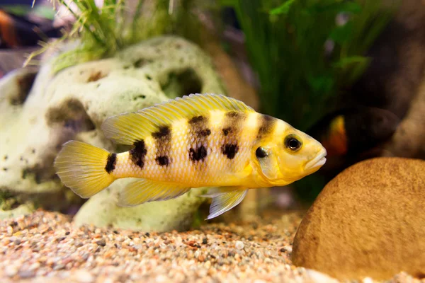 Exclusive cichlid swimming underwater in fresh aquarium