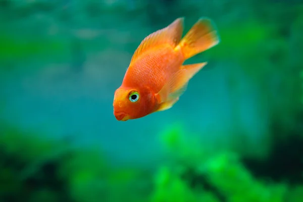 Red Blood Parrot Cichlid in aquarium plant green background. Funny orange colourful fish - hobby concept