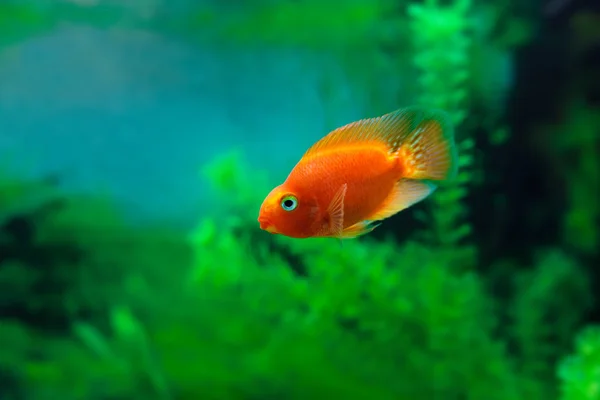 Red Blood Parrot Cichlid in aquarium plant green background. Funny orange colorful fish - hobby concept