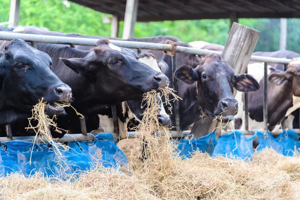 Cows in a farm, Dairy cows eating in a farm