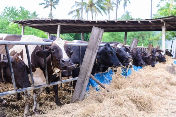 Cows in a farm, Dairy cows eating in a farm