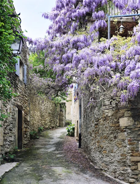 Blooming wisteria on the street of French village