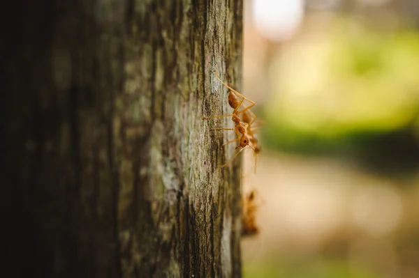 Weaver Ants side view on tree