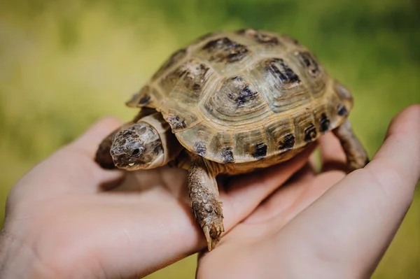 Small turtle, pet in  hands of girls