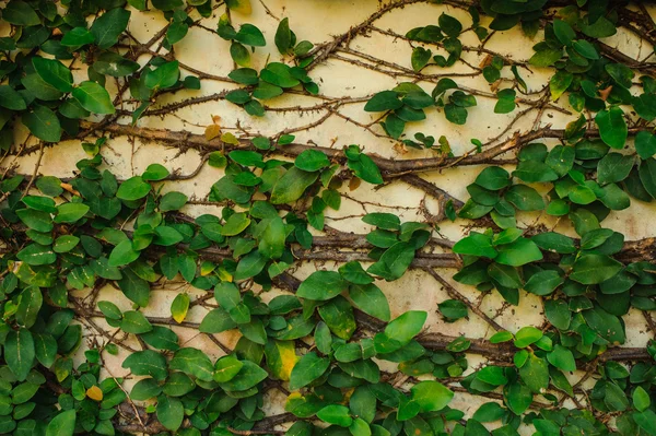 Plant tree climbing on the wall.