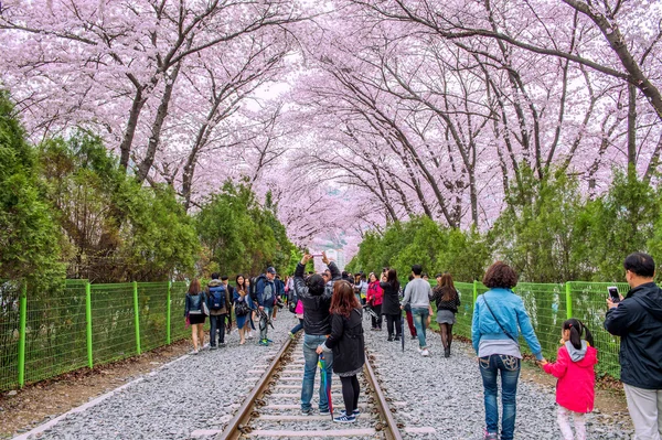 Jinhae Gunhangje Festival is the largest cherry blossom festival in Korea.