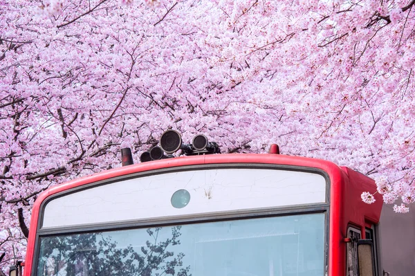 Cherry blossom in spring. Jinhae Gunhangje Festival is the largest cherry blossom festival in South Korea.