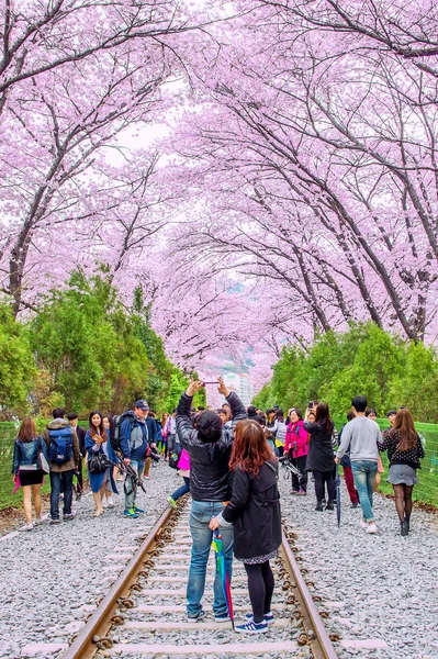 Jinhae Gunhangje Festival is the largest cherry blossom festival in Korea.