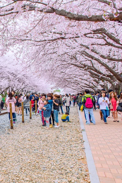 Jinhae Gunhangje Festival is the largest cherry blossom festival in Korea.