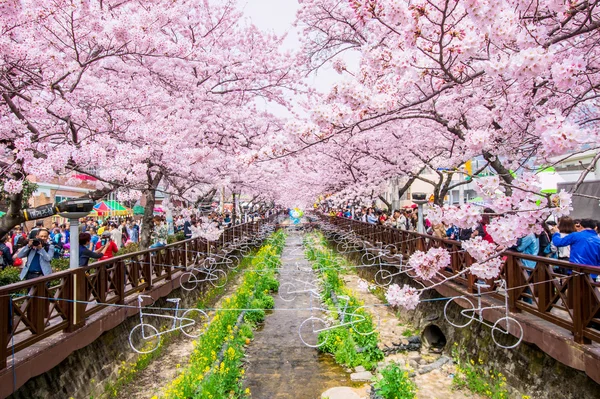 Jinhae Gunhangje Festival is the largest cherry blossom festival in Korea.