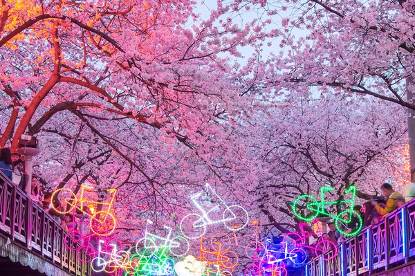 Jinhae Gunhangje Festival is the largest cherry blossom festival in Korea.