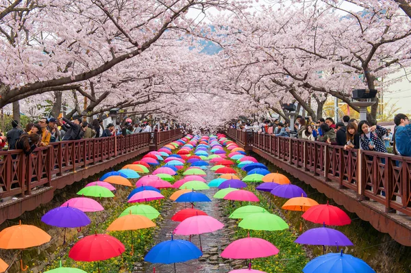 JINHAE,KOREA - APRIL 4 :Jinhae Gunhangje Festival is the largest cherry blossom festival in Korea.