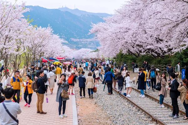 JINHAE,KOREA - APRIL 4 : Jinhae Gunhangje Festival is the largest cherry blossom festival in Korea.