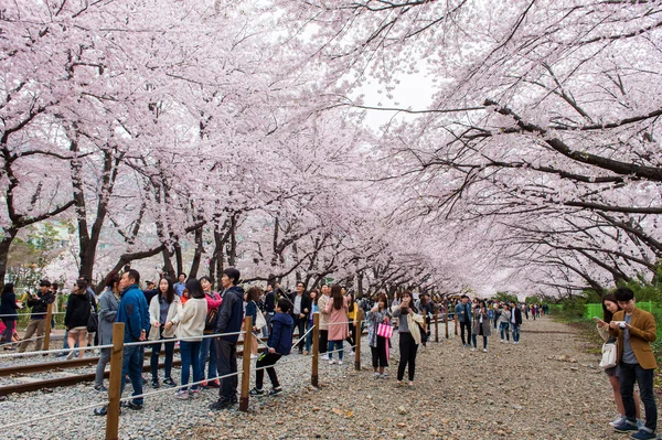 JINHAE,KOREA - APRIL 4 : Jinhae Gunhangje Festival is the largest cherry blossom festival in Korea.