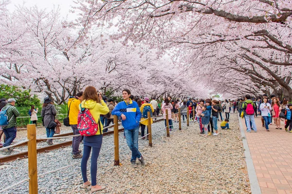 JINHAE,KOREA - APRIL 4 : Jinhae Gunhangje Festival is the largest cherry blossom festival in Korea.