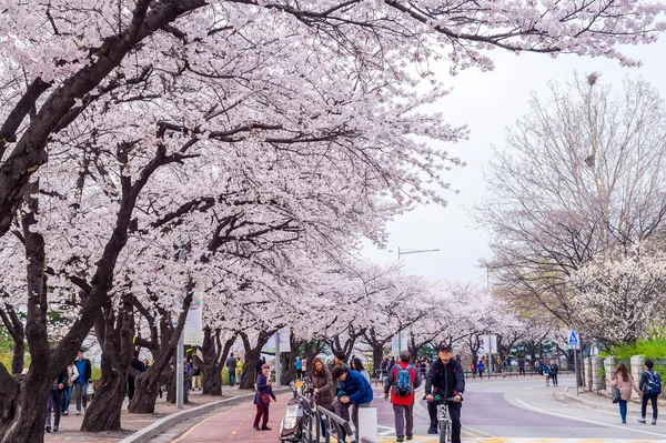 SEOUL,KOREA - APRIL 7 : Seoul cherry blossom festival in Korea.