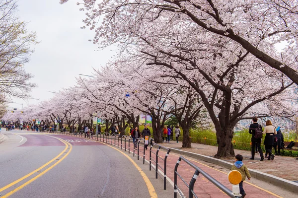 SEOUL,KOREA - APRIL 7 : Seoul cherry blossom festival in Korea.