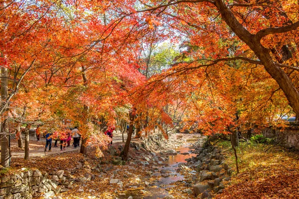 NAEJANGSAN,KOREA - NOVEMBER 30: Tourists taking photos of the beautiful scenery around Naejangsan,South Korea.