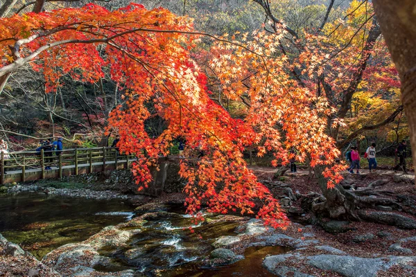 NAEJANGSAN,KOREA - NOVEMBER 30: Tourists taking photos of the beautiful scenery around Naejangsan,South Korea.