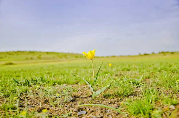 Wild tulip in the steppe