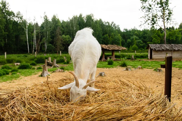 The goat ordinary home eating hay on a farm