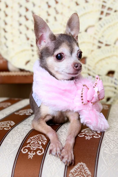 Dog, toy dogs, Russian Toy Terrier, fashionable dog