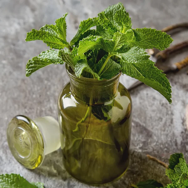 Sprig of mint in the garden green jar on a gray stone background