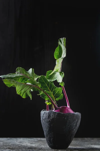 Ripe purple turnips with green leaves. Grey stone background. Au