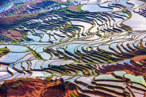 Flooded rice fields in South China