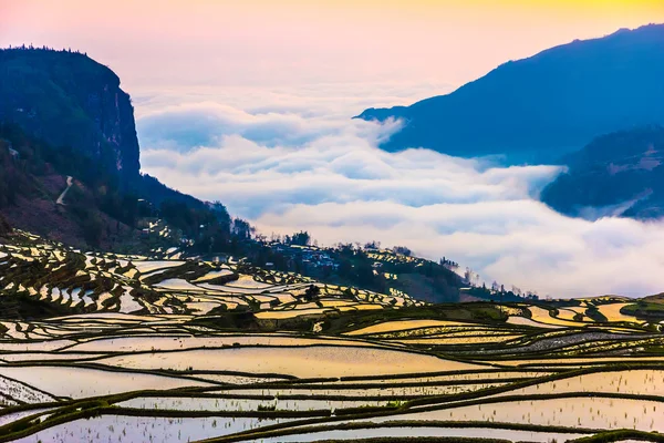 Terraced Rice Fields in Water Season in South China at Sunset