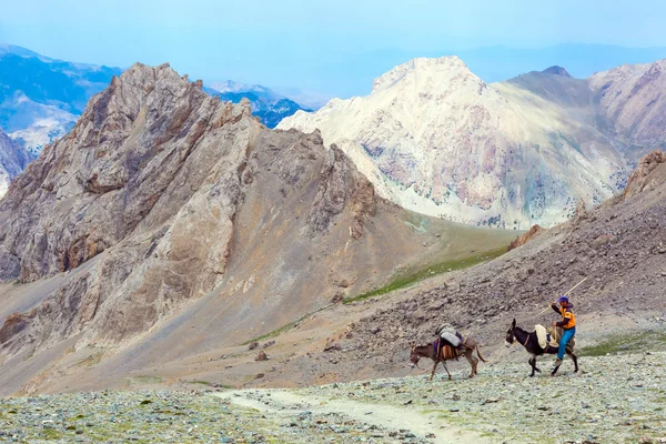 Donkey caravan in remote Asian mountain area