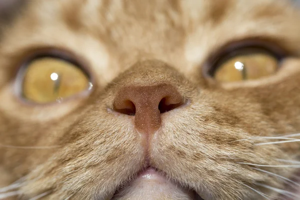 Cat nose close up photo with eyes in remote perspective