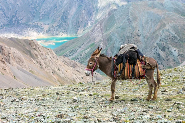 Cargo donkey in mountain area