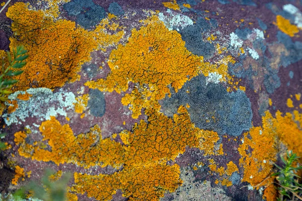 Texture of Granite Stone Covered by Colorful Grey Green Red Orange Moss