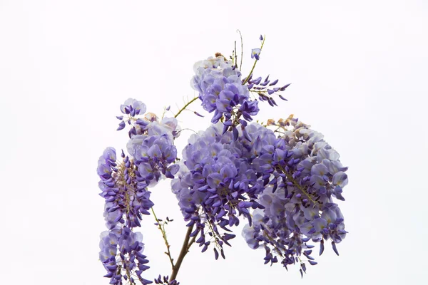 Branch of wisteria full of white and violet flowers