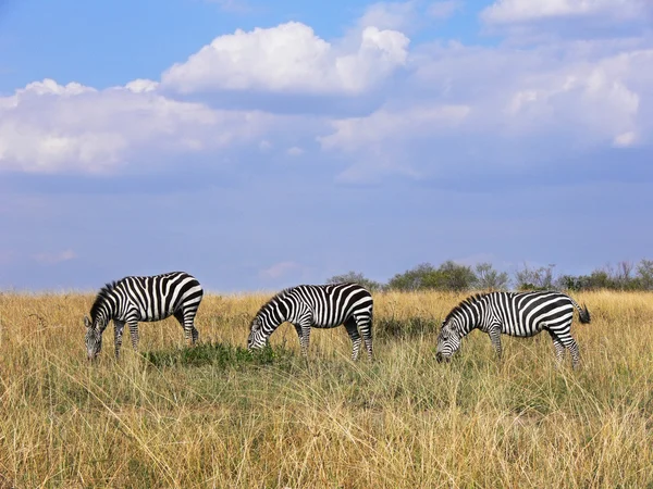 Three wild zebras grazing in line in Masai Mara grassland