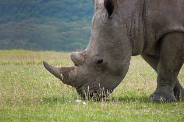 Portrait of big white rhino grazing grass  in african grassland