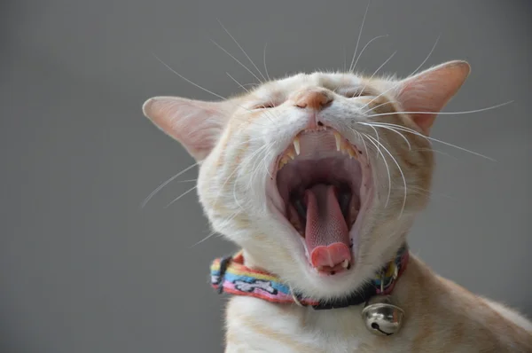 Cat open mouth