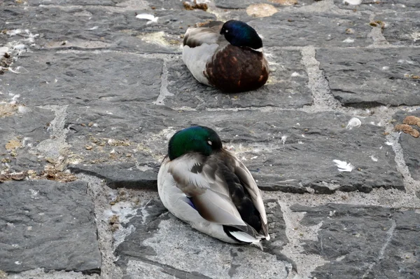 Ducks sleep in Luzern