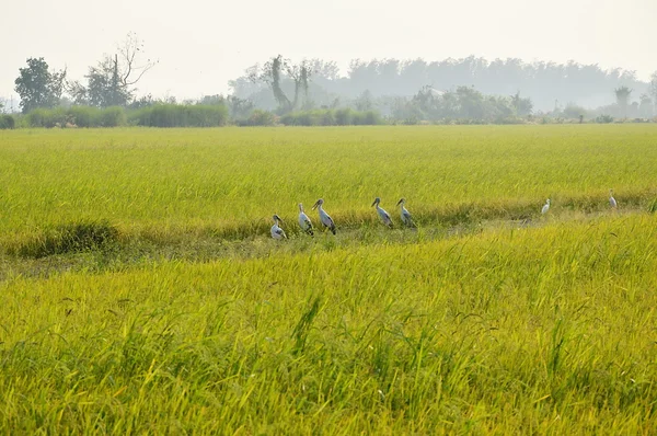 Egrets stand on the line